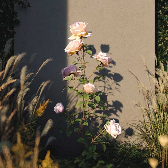 Parco Lineare Marazzi 003