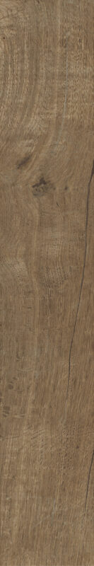 ragno nodis rdcc.jpg