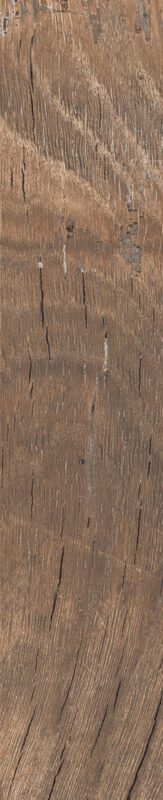 ragno nodis rdce.jpg