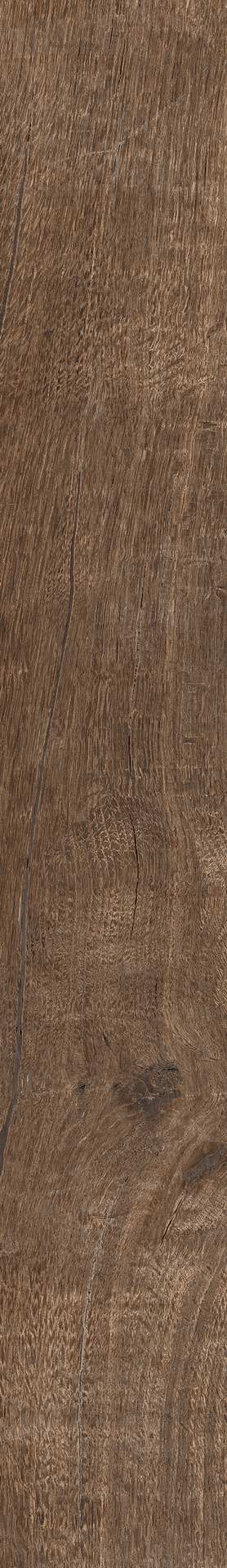 ragno nodis rdgg.jpg