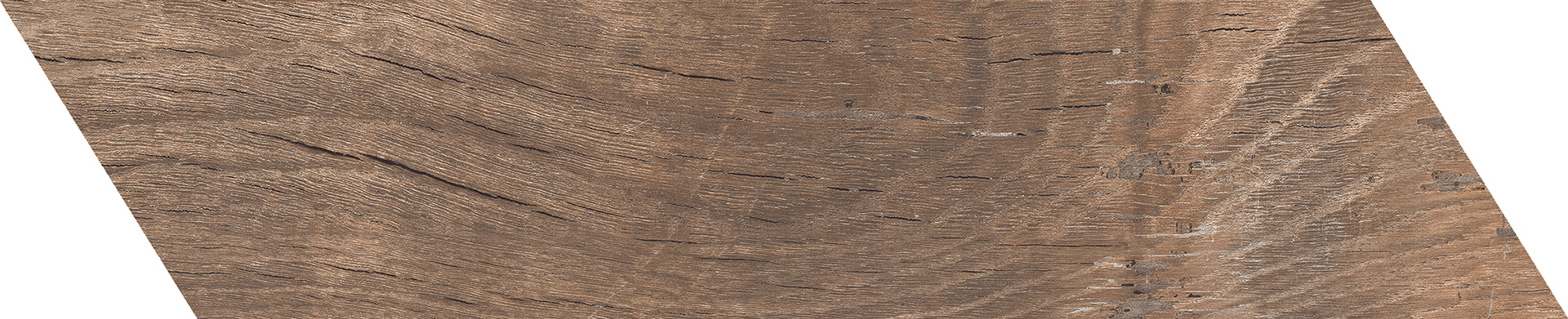 ragno nodis rdlp.jpg