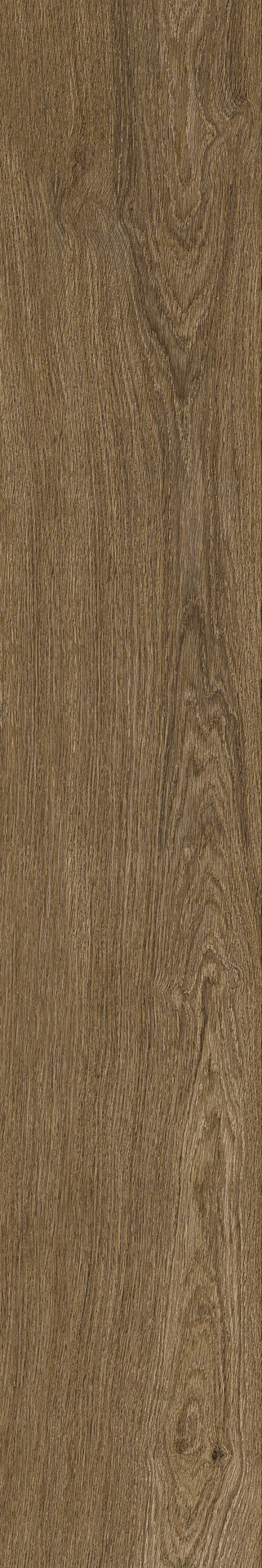 ragno ossimori r9rr.jpg